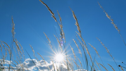 Nature windy day. Reeds sway on wind and sun rays. Golden sunset. Windy day. Low angle view.