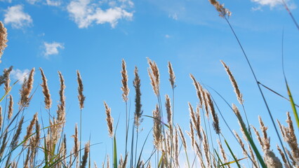 Reeds sway on wind with sun rays. Young reed stalks sway in wind at sunset. Low angle view.