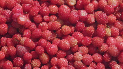 Wild red strawberries picked in the forest. Fresh vitamins in food. Close up.