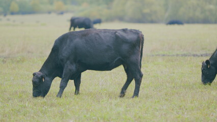 Cows at pasture. Green field background with animal eating grass. Selective focus.