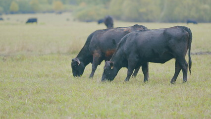 Black cow on grass of meadow. Black angus cow herd grazing on pasture grassland. Selective focus.