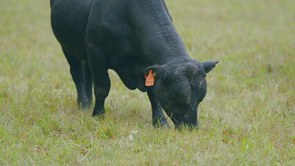 Cows graze in meadow. Angus cows poke around in meadow. Black angus cattle. Selective focus.