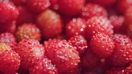 Wild red strawberries picked in the forest. Fresh vitamins in food. Close up. Rack focus.