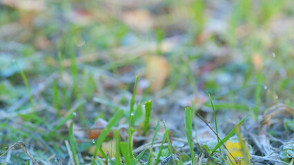 Autumn dry tree leaves and grass covered with white icy hoarfrost. Grass covered in early morning...