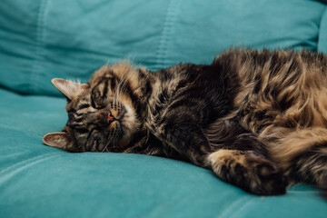 Long-haired charcoal bengal kitty cat laying on the sofa indoors