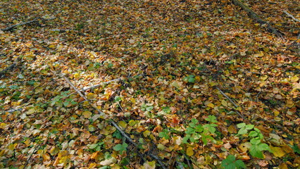 Background of fallen autumn leaves. A lot of yellow and orange autumn leaves. Pan.