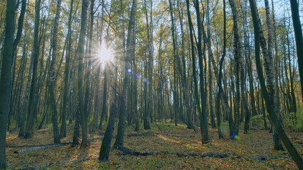 Obraz premium Autumn nature landscape with bright sunbeams. Sunlight sunrays shine through woods in forest landscape. Timelapse.
