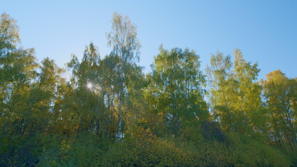 Obraz premium Autumn foliage on treetops. Bright orange leaves of autumn trees. Autumn tree tops. Real time.