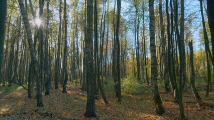 Obraz premium Sun sunlight through woods and trees in autumn forest landscape. Timelapse.