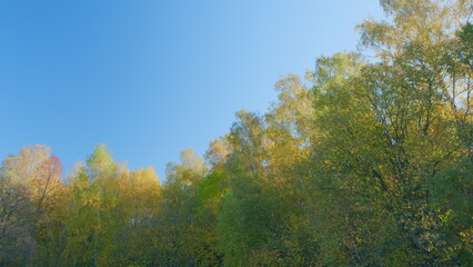 Warm autumn sun shining through golden treetops. Autumn leaves with blue sky background. Real time.