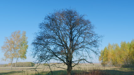 Tree silhouette on sky background. Oak branches against a clear blue sky. Real time.