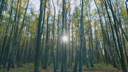 Obraz premium Sunlight sunrays shine through woods. Autumn forest in vibrant warm colors with sun shining through trees. Timelapse.
