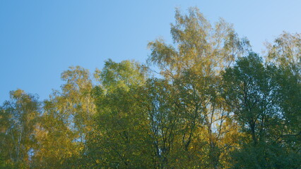 Trees with bright colored leaves. Autumn forest against a blue sky. Seasons changing concept. Real time.