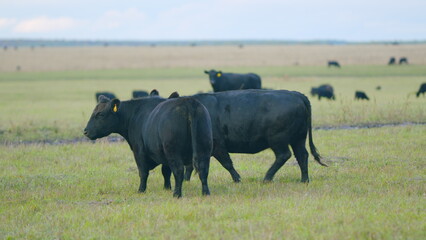 Black cow grazing on a grass field. Cows grazing livestock industry. Static view.