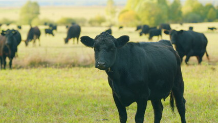 Black cow on grass of meadow. Black angus cow herd grazing on pasture grassland. Static view.