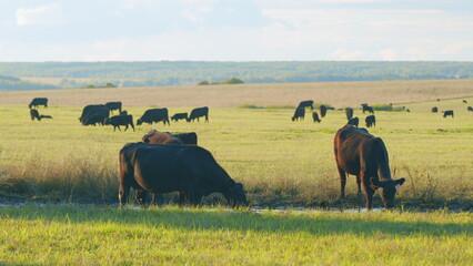 Black cows grazing on a green pasture. Black cow stands on a green meadow and eats grass. Static...