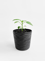 small green pepper bush growing in a pot