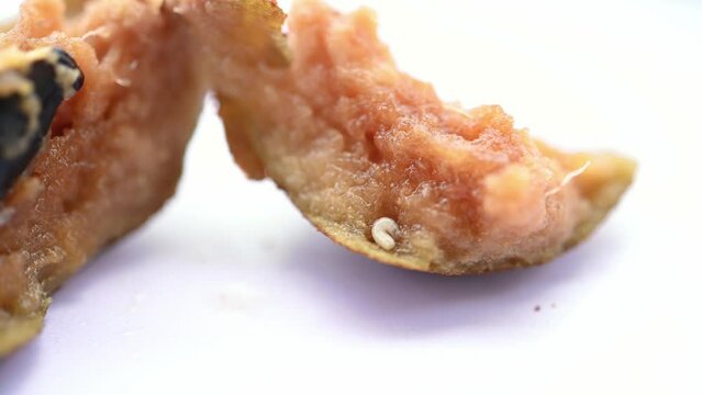 close up of a worm inside achras zapota or sapota or Manilkara zapota