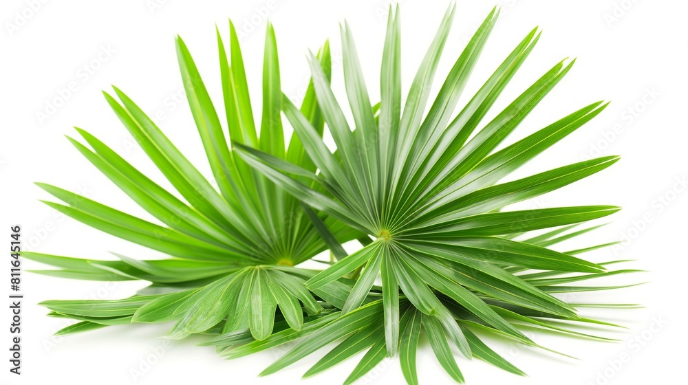 Wall mural fresh saw palmetto leaves isolated on a white background, vibrant green foliage