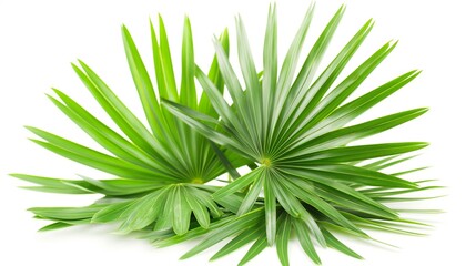 Fresh Saw Palmetto Leaves Isolated on a White Background, Vibrant Green Foliage