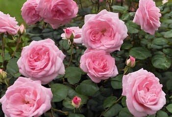 Fototapeta premium A view of Pink Roses in a garden