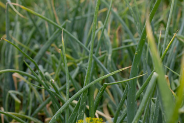 onion growing in the field, close-up of green onions