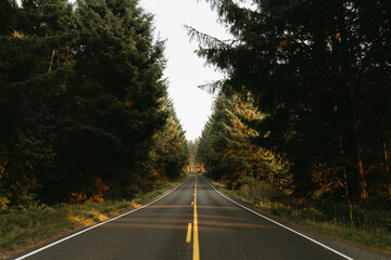 Empty road between green forest at sunset