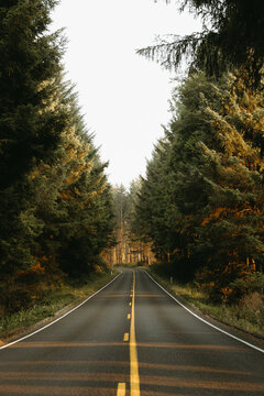 Empty forest road sunlight shining through trees