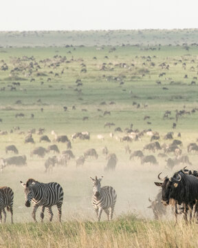 Thousands of zebra and wildebeest graze on the wide open plains