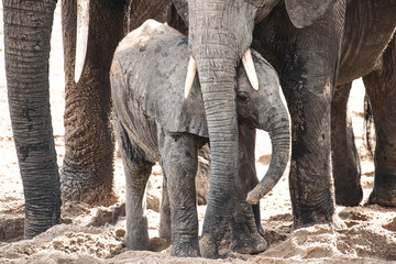 A baby elephant take refuge in the safety underneath his mother'