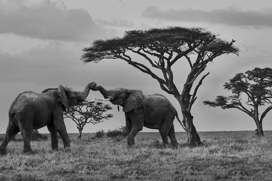 Young Elephants at play in black and white in front of Baobab tr