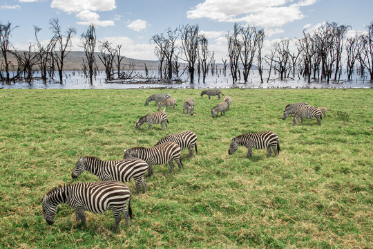 A herd of zebra graze a green field with a flooded forest surrou