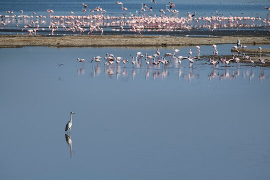 A crane reflected in the still waters of Lake Nakuru with a floc