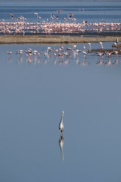A crane reflected in the still waters of Lake Nakuru with a floc