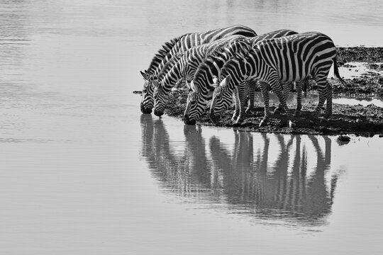 A group of zebra tentatively sip from a watering hole always on