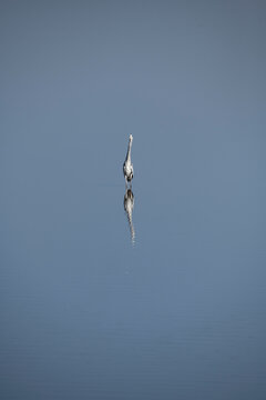 A crane reflected in the still waters of Lake Nakuru with a floc