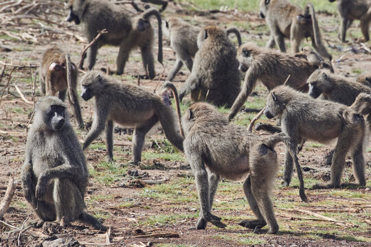 A massive troop of baboons on the run after a few lions show up