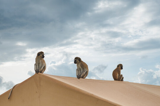 A couple of vervet monkeys hanging out on a roof top set against