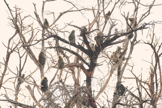 Baboons crowd a tree, narrowing escaping a nearby lion.