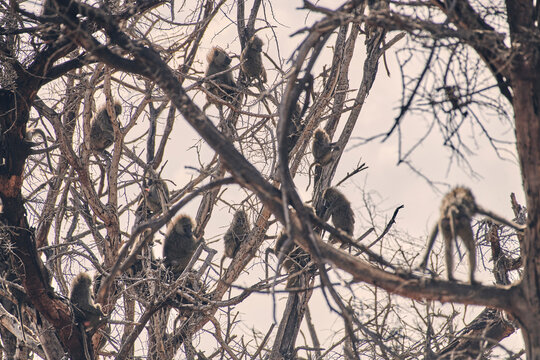 Baboons crowd a tree, narrowing escaping a nearby lion.