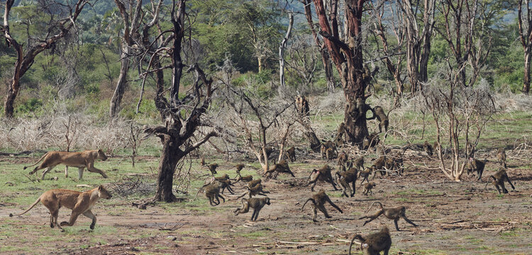 A massive troop of baboons on the run after a few lions show up