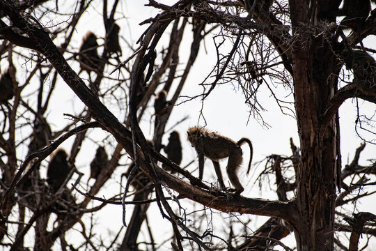 Baboons crowd a tree, narrowing escaping a nearby lion.