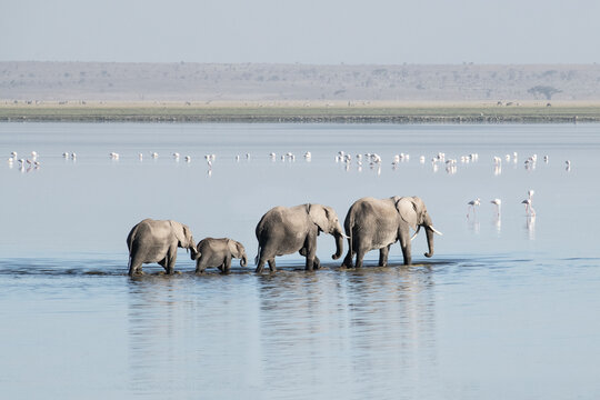 A family of elephants cross a shallow lake in Amboseli National