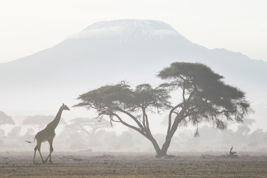 A giraffe and some tall trees silhouetted again the massive moun