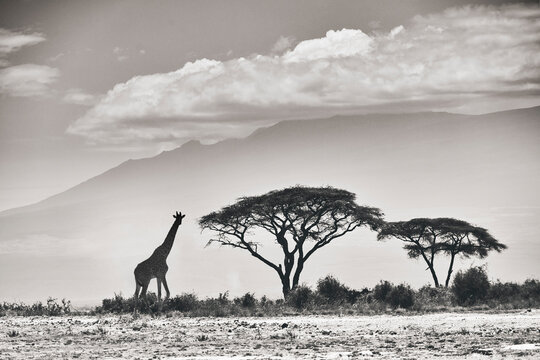 A giraffe and some tall trees silhouetted again the massive moun