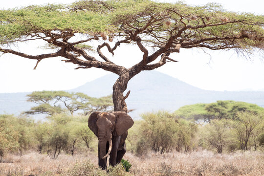 An elephant hides from the heat under a tall tree in Amboseli Na