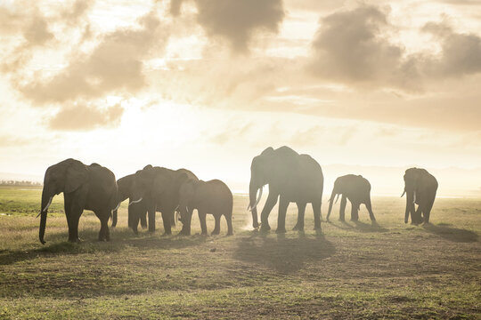 A herd of elephants walk a dusty landscape, silhouetted against