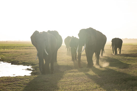 A herd of elephants walk a dusty landscape, silhouetted against