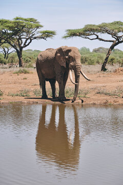 A n elephant reflected in a watering hole in Amboseli National P