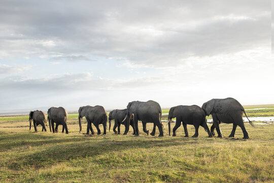 A herd of elephants walk a dusty landscape, silhouetted against